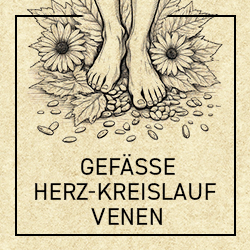 Gefäße, Herz-Kreislauf, Venen